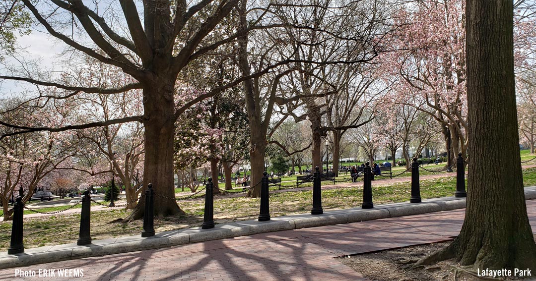Blooms at Lafayette Park Blooms at Lafayette Park