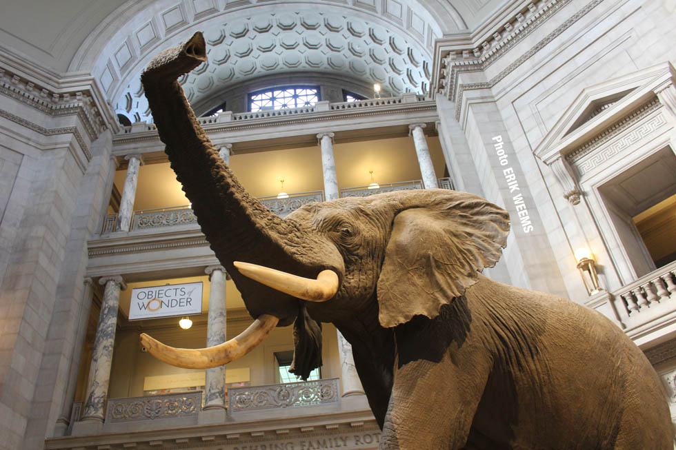 Elephant at Natural History Museum