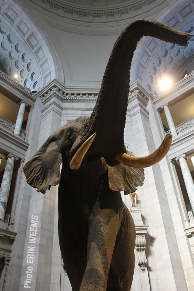 Elephant Natural History Museum