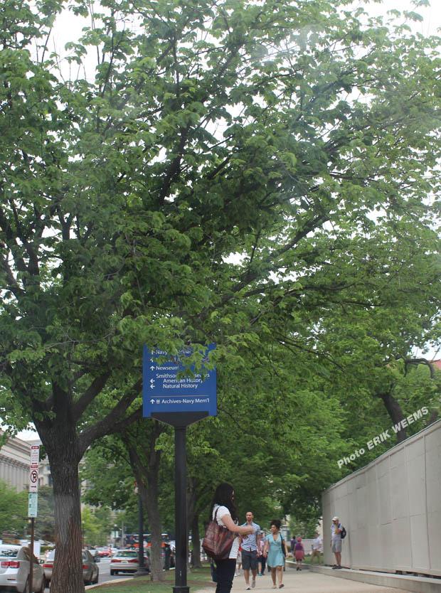 Madison Ave by the Museums